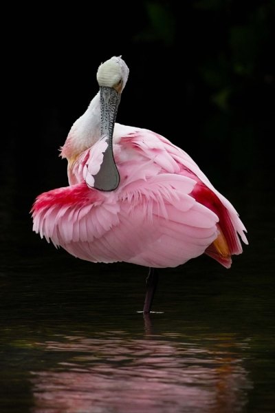 Alt Text: Close-up portrait of a Roseate Spoonbill preening its pink feathers, showcasing its distinctive spoon-shaped bill.
