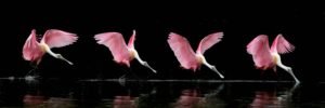 Four-shot composite photograph showing a Roseate Spoonbill landing on water, highlighting its pink wings and graceful descent.