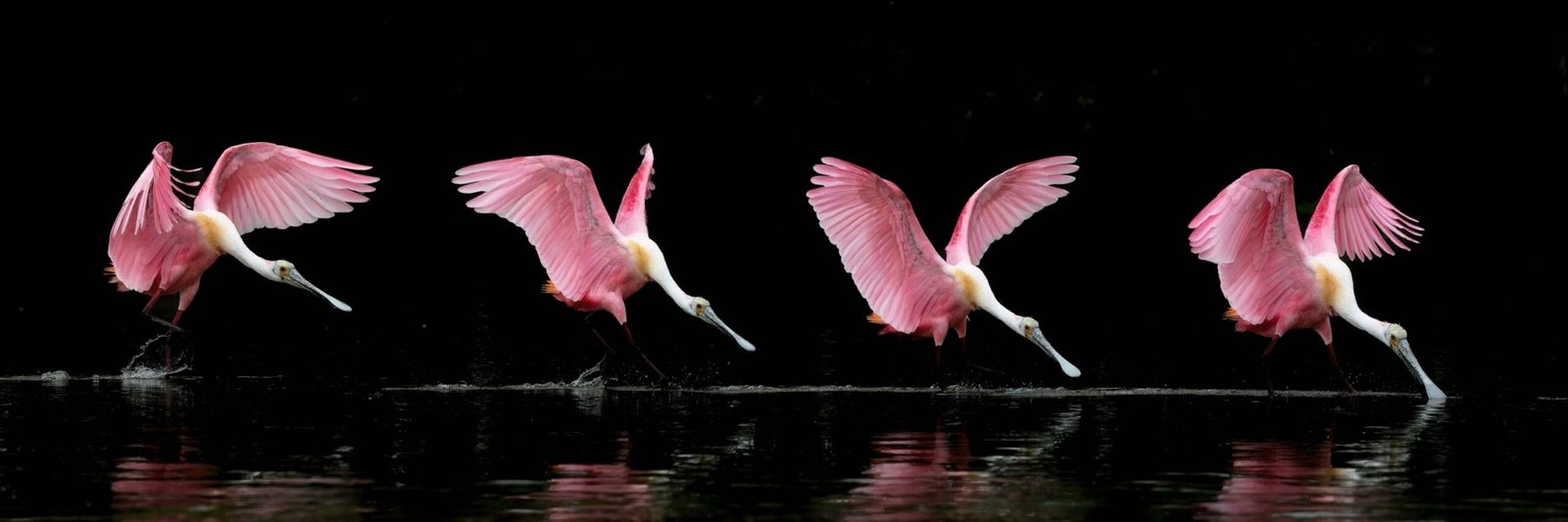 Four-shot composite photograph showing a Roseate Spoonbill landing on water, highlighting its pink wings and graceful descent.