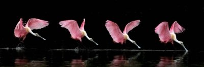 Four-shot composite photograph showing a Roseate Spoonbill landing on water, highlighting its pink wings and graceful descent.