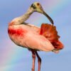 Roseate Spoonbill bird standing on a rock, with pink and white plumage and a long, spoon-shaped beak, against a background of a rainbow-tinted sky.