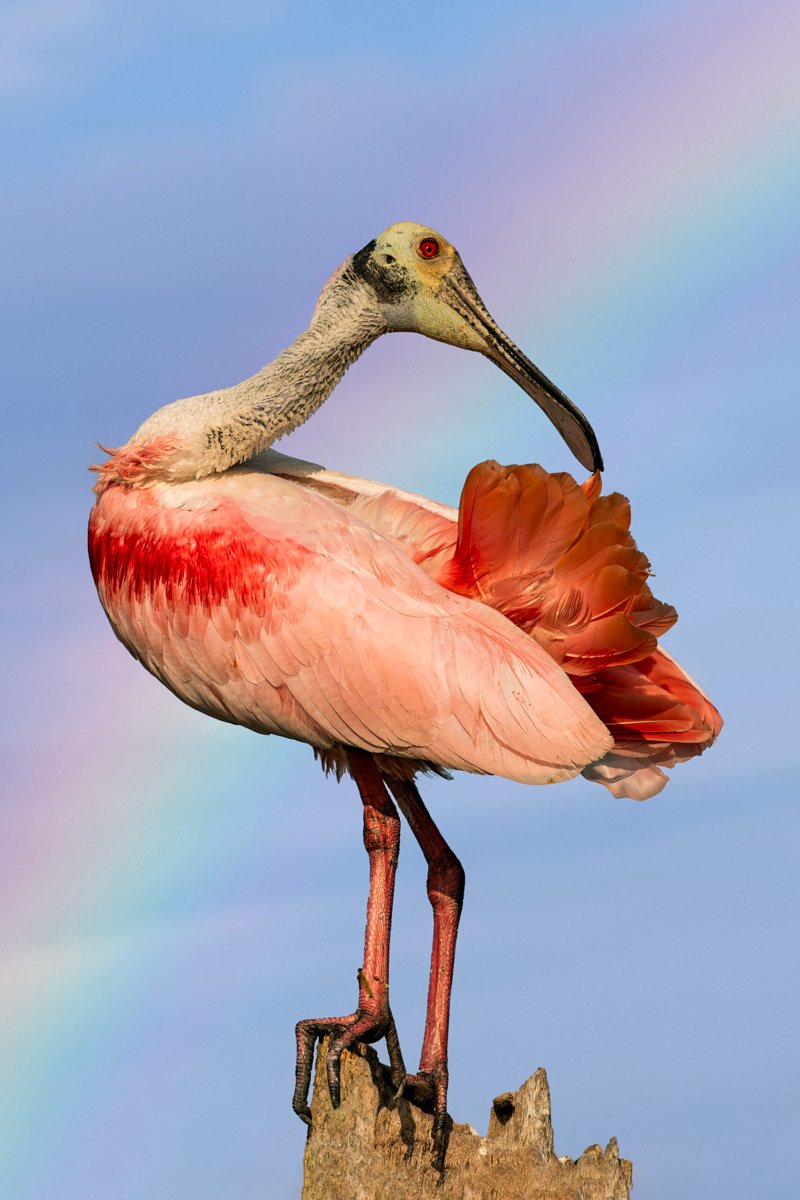 Roseate Spoonbill bird standing on a rock, with pink and white plumage and a long, spoon-shaped beak, against a background of a rainbow-tinted sky.