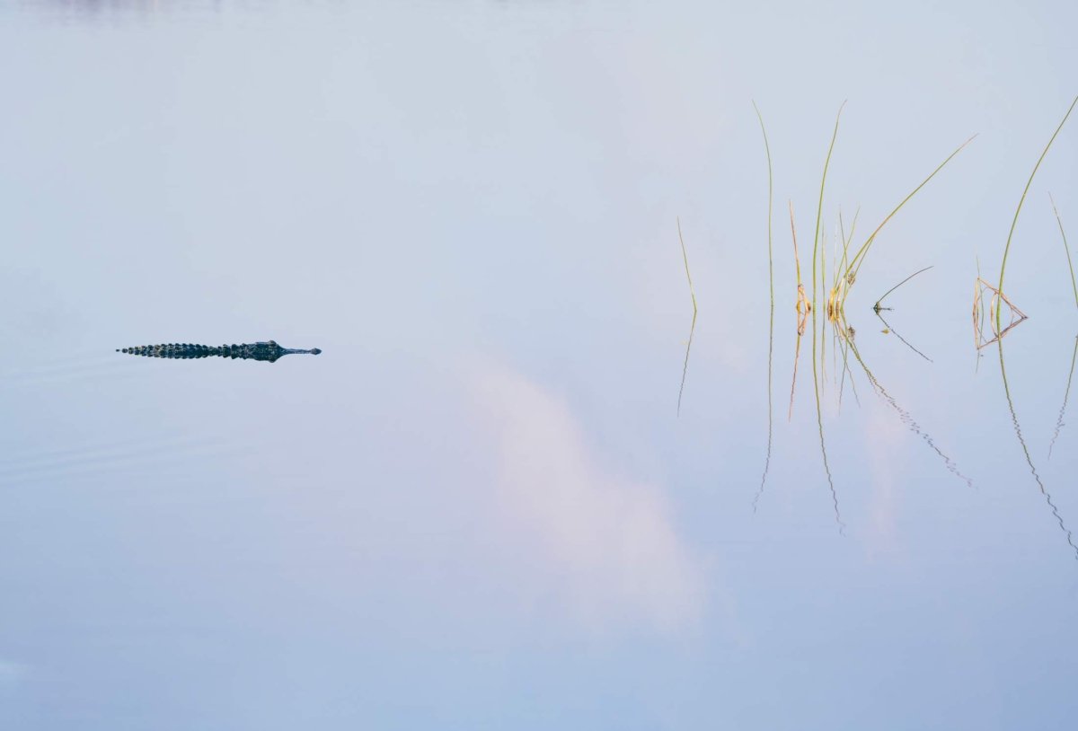 Alligator floating in mirrored water reflection, Florida Everglades marsh grasses, serene wildlife scene.