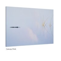 Reeds & Reflections - Image 2