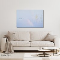 Reeds & Reflections - Image 3