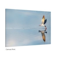 Skimmer Refection - Image 3