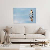 Skimmer Refection - Image 2