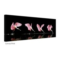 Spoonbill Sequencia - Image 2