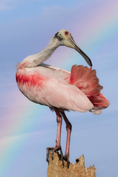 Roseate Spoonbill perched on a stump with rainbow sky in Florida