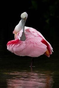 Roseate Spoonbill perched on a stump with rainbow sky in Florida