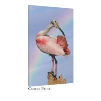 A Rainbow Pose - Image 2