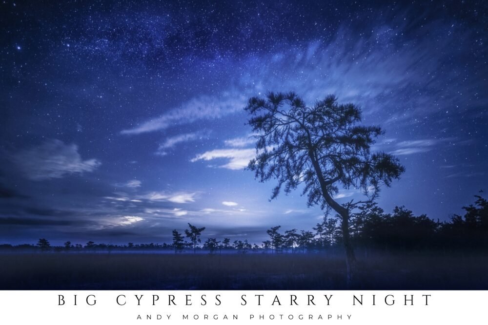 Lone cypress tree beneath a vivid Milky Way in Big Cypress National Preserve at night