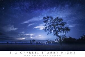 Lone cypress tree beneath a vivid Milky Way in Big Cypress National Preserve at night