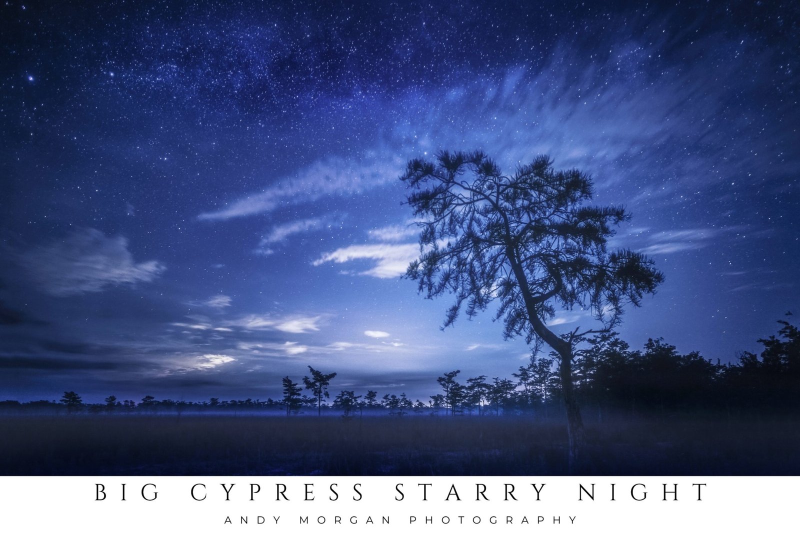 Lone cypress tree beneath a vivid Milky Way in Big Cypress National Preserve at night