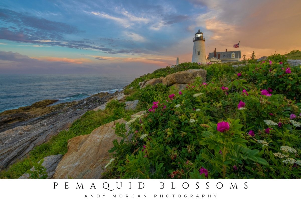 Poster titled "Pemaquid Blossoms" showing Pemaquid Point Lighthouse in New Harbor, Maine, on a rocky cliff covered in vibrant pink and white flowers, with the ocean and a colorful sky in the background.