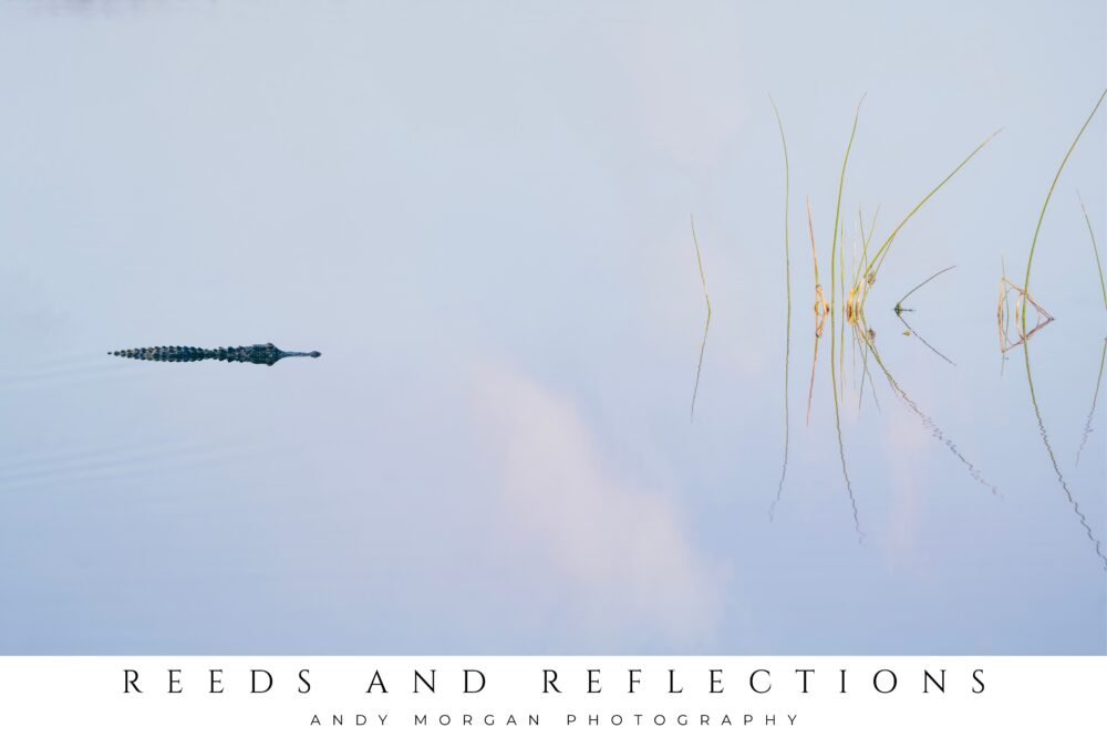 Poster titled "Reeds & Reflections" showing an alligator swimming in calm, light blue water with sparse green reeds and their reflections in the Orlando Wetlands, Florida.