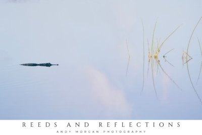 Poster titled "Reeds & Reflections" showing an alligator swimming in calm, light blue water with sparse green reeds and their reflections in the Orlando Wetlands, Florida.
