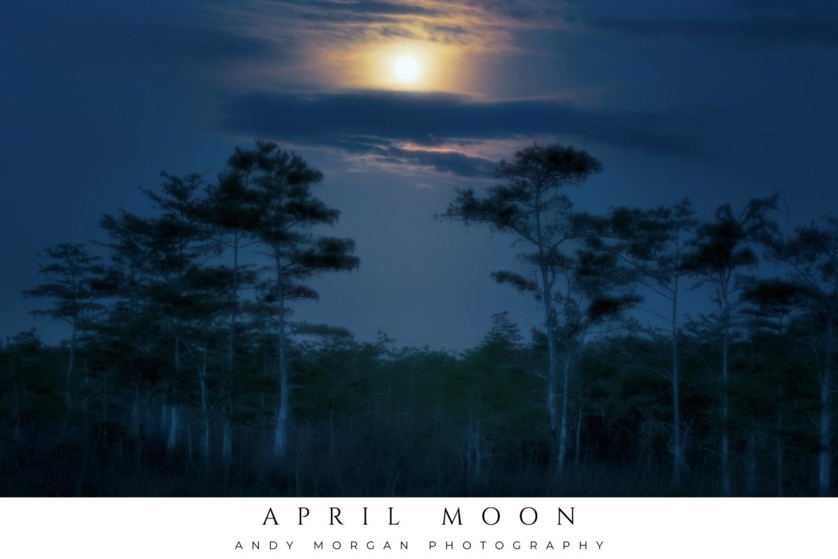 Poster titled "April Moon" showing a bright full moon partially obscured by clouds rising above the silhouetted tops of tall cypress trees in Big Cypress National Preserve, Florida.