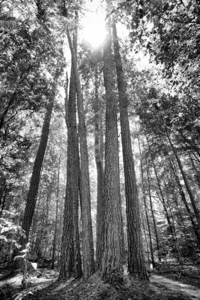 Black and white vertical photograph looking up at the towering trunks of Loblolly Pines in Congaree National Park, with sunburst through the canopy.