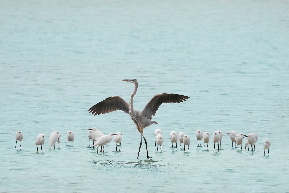 A Great Blue Heron with outstretched wings standing in shallow turquoise water surrounded by several smaller white Snowy Egrets at Ding Darling National Wildlife Refuge.