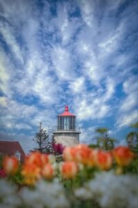 Monhegan Island Lighthouse visible in the distance behind a foreground of colorful tulips, under a blue sky with white clouds