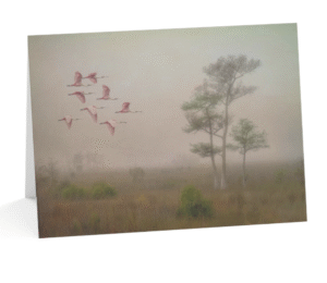 A notecard displaying a photograph of vibrant pink roseate spoonbills flying in formation through a misty, ethereal swamp landscape with trees and marsh grass.