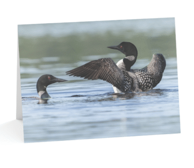 A notecard displaying a close-up photograph of two common loons in calm water, one with its head submerged and the other flapping its wings, showing its black and white patterned feathers.