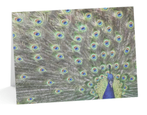 A notecard displaying a vibrant, close-up photograph of a peacock's fanned tail feathers, covered in numerous iridescent blue and green "eyes," with a glimpse of the peacock's blue body and head at the bottom right.