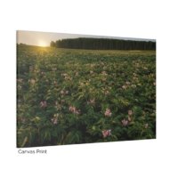 Maine Potato Blossoms - Image 3