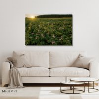 Maine Potato Blossoms - Image 2