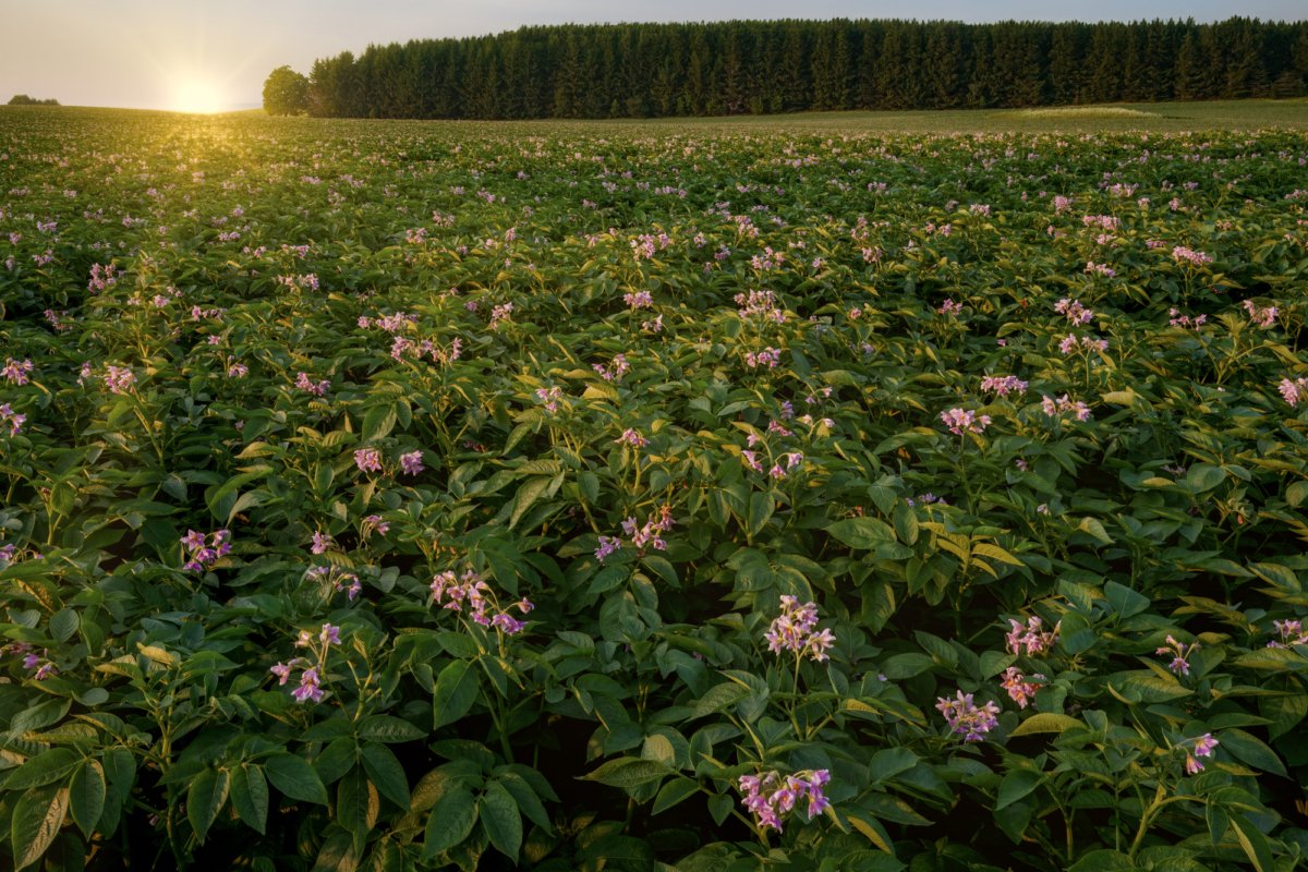 A wide photograph captures a vast field of potato plants in Aroostook County, Maine. Delicate white and pink blossoms cover the green rows under a warm, soft sky, showing the beauty of agricultural landscapes at sunset.