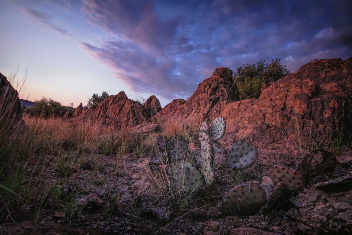 Chihuahuan Desert Nature Center trail at sunrise with vibrant sky, rocky mountains, and prickly pear cactus