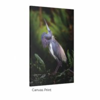 Tricolored Heron Dance - Image 2