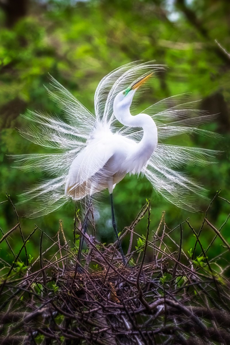 A great egret with bright white plumage is captured performing a mating dance on a nest of sticks, with its wings and elegant neck feathers fanned out dramatically against a green background.