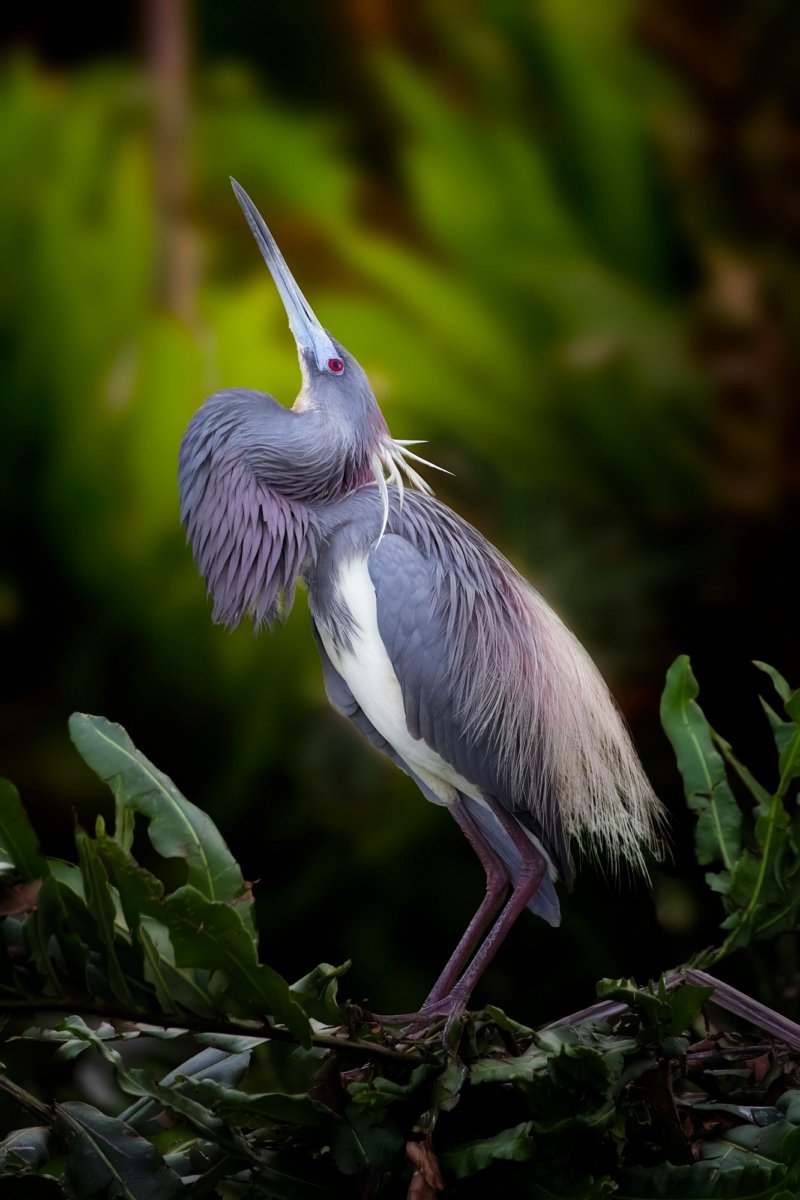 A tricolored heron is captured mid-display, with its head tilted back and long neck feathers flared out during a mating dance, set against a soft, out-of-focus green background.