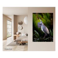 Tricolored Heron Dance - Image 3