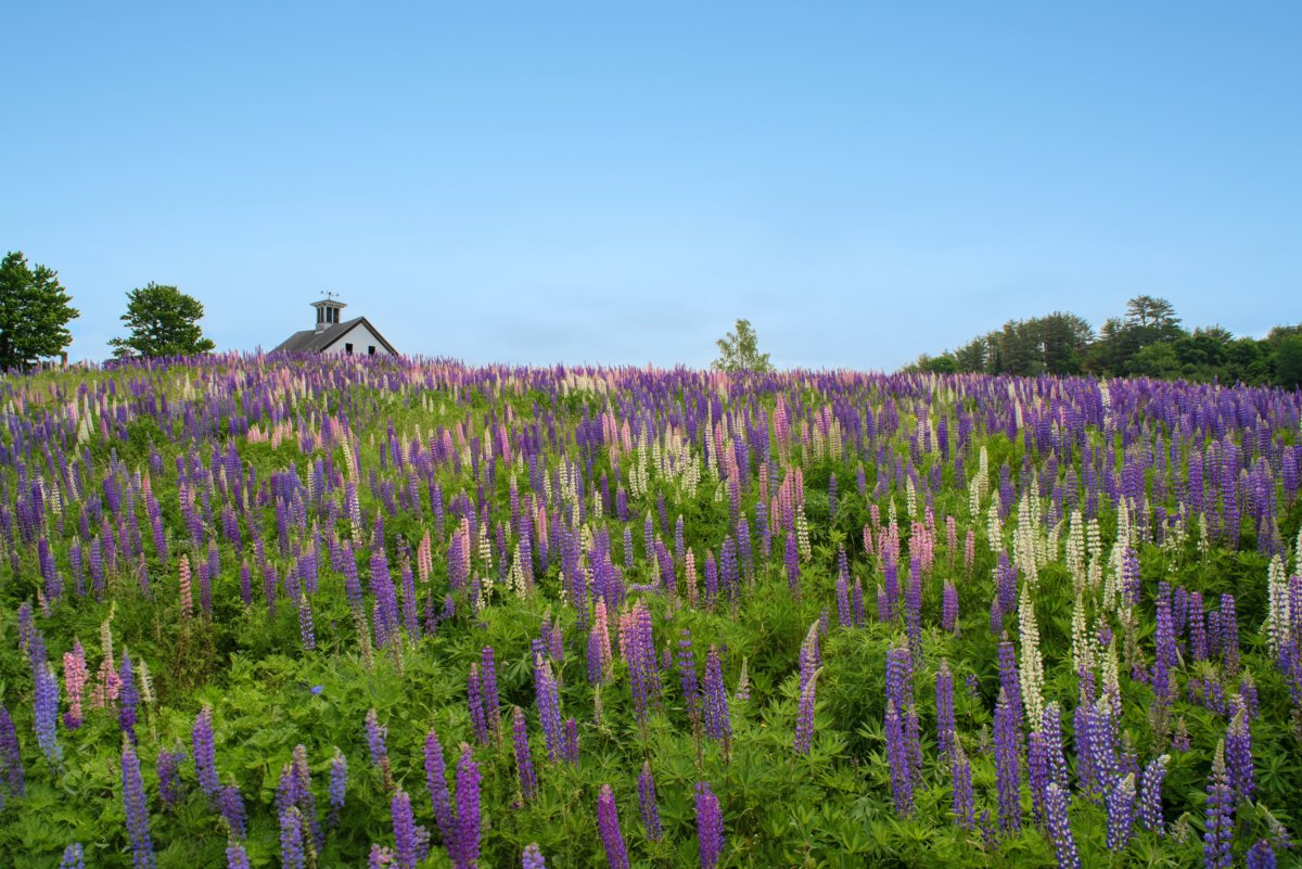 Fine art photograph of a vast field of vibrant purple, pink, and white lupine flowers leading up to a small, traditional farmhouse in Whitefield, Maine under a bright blue summer sky.