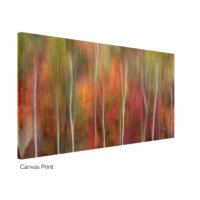 Abstract fine art photograph of white birch trees amidst blurred, streaking fall foliage in vibrant reds, oranges, yellows, and greens, captured with intentional camera movement in Maine.