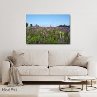 Lupine Morning - Image 3