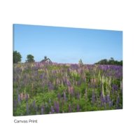 Lupine Morning - Image 2