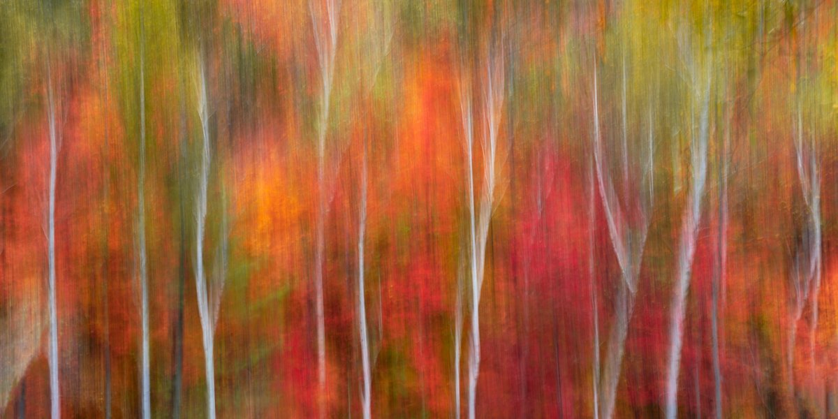 Abstract fine art photograph of white birch trees amidst blurred, streaking fall foliage in vibrant reds, oranges, yellows, and greens, captured with intentional camera movement in Maine.