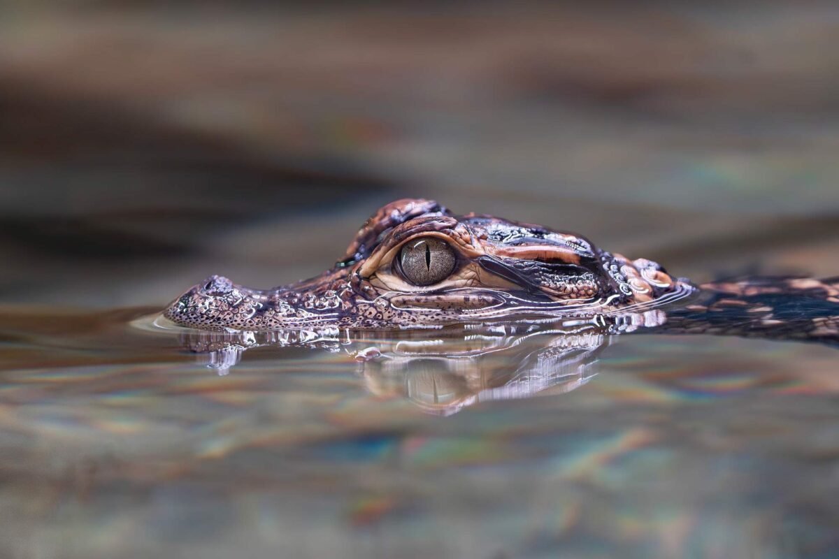 Close-up of a baby alligator’s eye and head just above the water surface