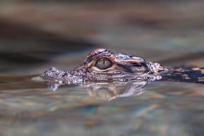 Close-up of a baby alligator’s eye and head just above the water surface