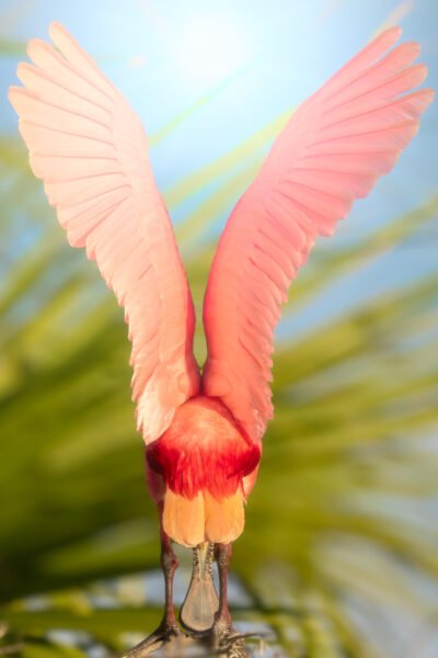 Roseate Spoonbill with wings fully extended from behind, glowing in bright morning sunlight